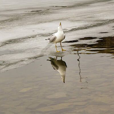 Wall Art - Photograph - Ring-billed Gull long call by SAURAVphoto Online Store