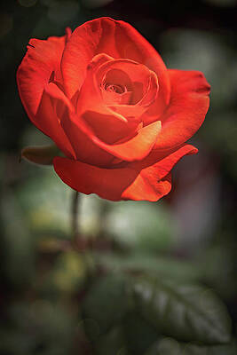 Ring of Fire Rose by Teresa Wilson Ring of Fire Rose by Teresa Wilson