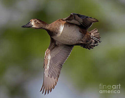 Ring-necked Duck by Sam Northwood - BirdGuides