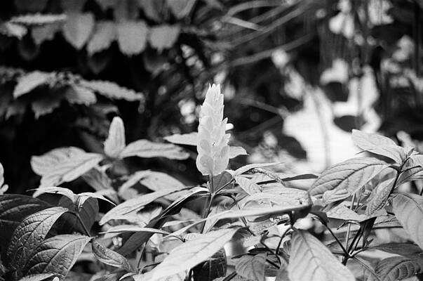 Wall Art - Photograph - Rise Above by Richie Parks