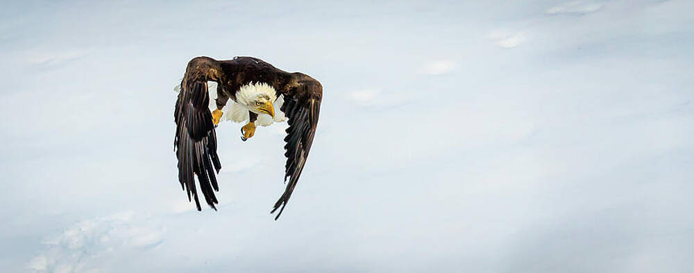 Rising Attack by Kevin Dietrich Rising Attack by Kevin Dietrich