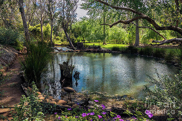 Wall Art - Photograph - River Gums Garden, Balingup, Western Australia by Elaine Teague
