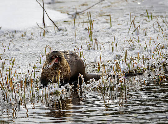 River Otter 11 by Michael Chatt River Otter 11 by Michael Chatt