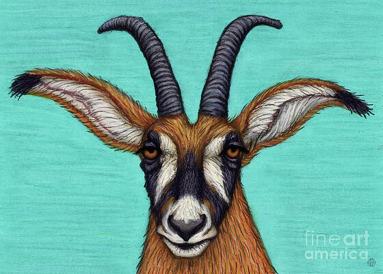 Roan Antelope by Amy E Fraser Roan Antelope by Amy E Fraser
