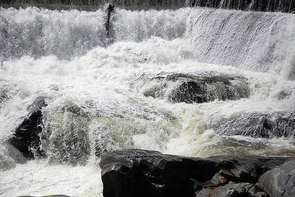 Raging Salmon Falls by Lorraine Palumbo Raging Salmon Falls by Lorraine Palumbo