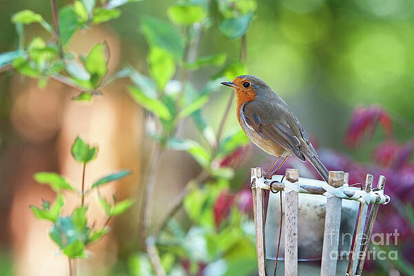 Wall Art - Photograph - Robin on a Garden Candle by Tim Gainey