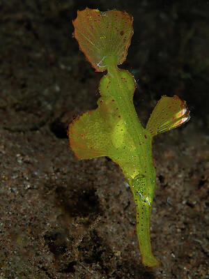 Wall Art - Photograph - Robust ghost pipefish with eggs by Brian Weber