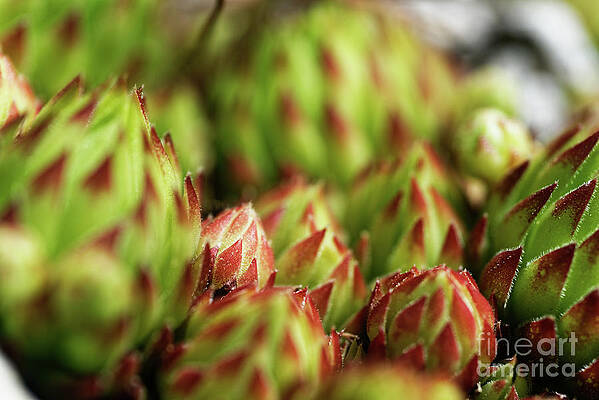 Rock Plants by Colin Woods Rock Plants by Colin Woods