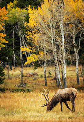 Wall Art - Photograph - Rocky Mountain Bull Elk In Autumn by Dan Sproul