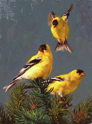 Goldfinch for sale deals
