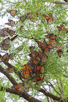 Wall Art - Photograph - Roosting Time by Steve Templeton