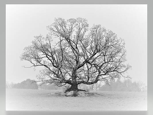 Rooted by Angela Davies Rooted by Angela Davies