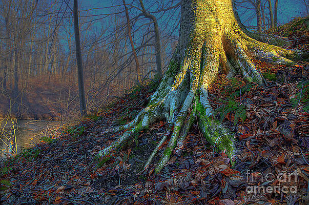 Roots of a Beech Tree by Larry Braun Roots of a Beech Tree by Larry Braun