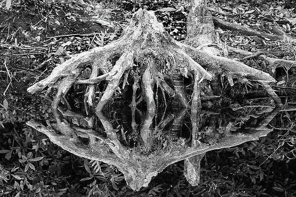 Roots Reflected by Fon Denton Roots Reflected by Fon Denton
