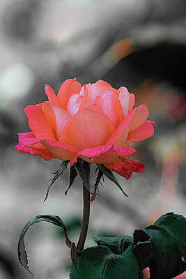 Rose by Angela Carrion Photography Rose by Angela Carrion Photography