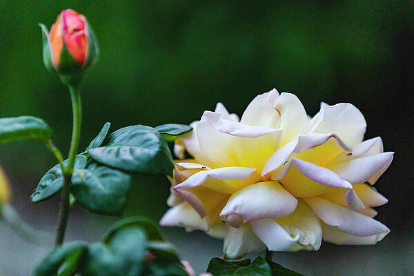 Rose Art #2 by John Heywood Rose Art #2 by John Heywood