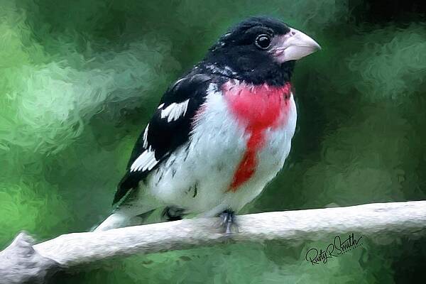 Rose-breasted Grosbeak perching on a limb. by Rusty R Smith Rose-breasted Grosbeak perching on a limb. by Rusty R Smith