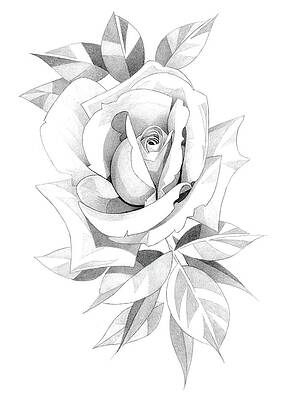 Rose Pencil Drawing 6 Drawing by Matthew Hack - Fine Art America