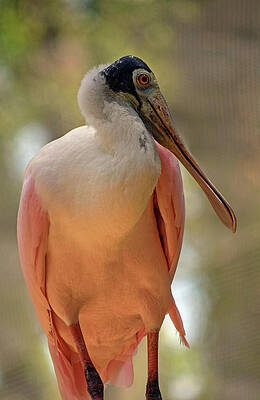 Roseate Spoonbill by Larah McElroy Roseate Spoonbill by Larah McElroy