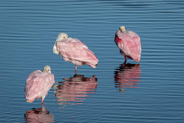 Roseate Spoonbill Trio Resting by Bradford Martin Roseate Spoonbill Trio Resting by Bradford Martin