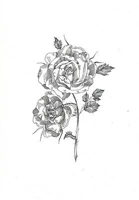 Roses by Miranda Brouwer Roses by Miranda Brouwer
