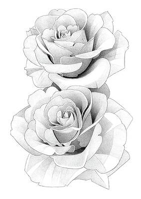 Rose Pencil Drawing 6 Drawing by Matthew Hack - Fine Art America