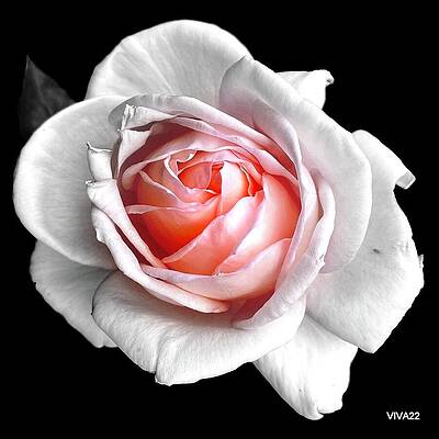 ROSIE-SELECTIVE-COLOR by VIVA Anderson ROSIE-SELECTIVE-COLOR by VIVA Anderson