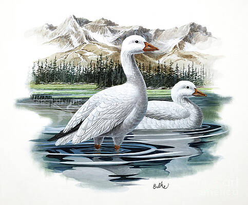 Wall Art - Painting - Ross's Goose by Don Balke