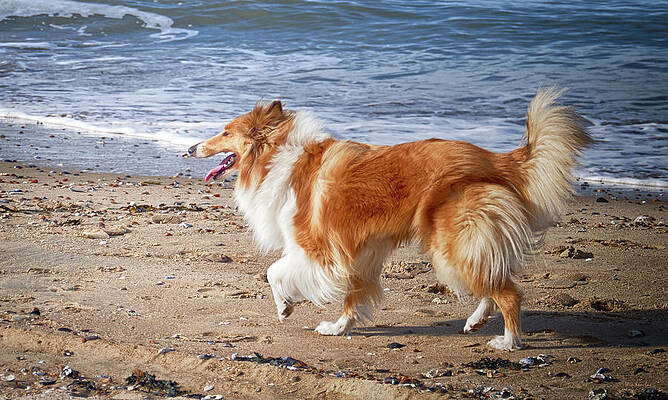 Wall Art - Photograph - Collie at the Beach by Wim Lanclus
