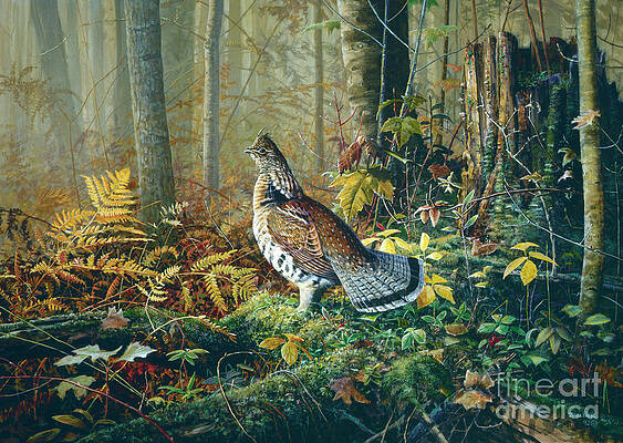 ROUGHED GROUSE 2 by SCOTT ZOELLICK ROUGHED GROUSE 2 by SCOTT ZOELLICK
