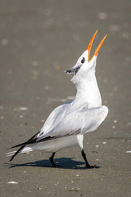 Royal Tern Calling by Bradford Martin Royal Tern Calling by Bradford Martin