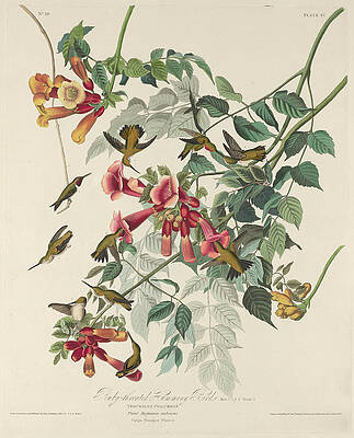 Ruby-throated Humming Bird Print by Robert Havell