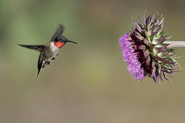 Ruby-throated Hummingbird #2 by Stephen Mayeux