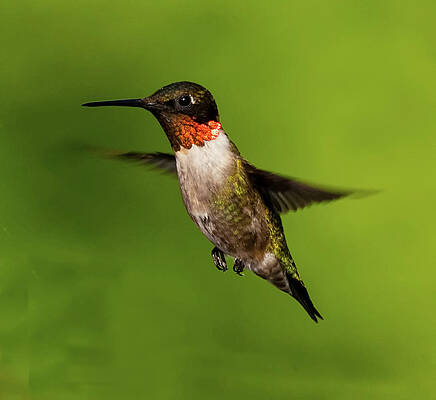 RUBY THROATED HUMMINGBIRD MALE by Jeffrey PERKINS RUBY THROATED HUMMINGBIRD MALE by Jeffrey PERKINS