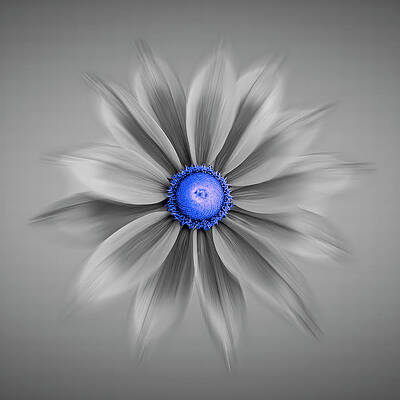 Rudbeckia Blossom Irish Eyes - Selective Color Blue by Patti Deters Rudbeckia Blossom Irish Eyes - Selective Color Blue by Patti Deters