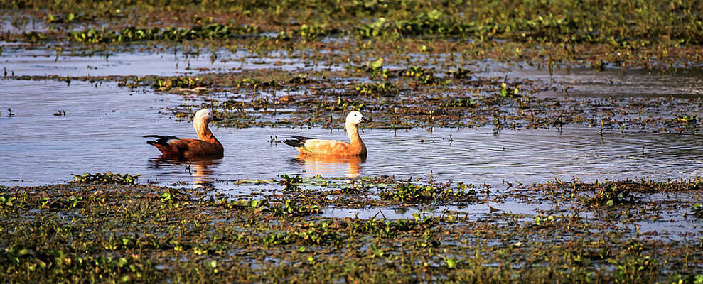 Ruddy shell ducks by Vishwanath Bhat Ruddy shell ducks by Vishwanath Bhat