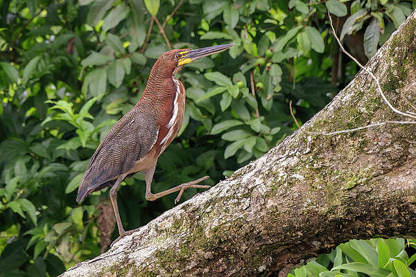 Rufescent Tiger Heron Ferry Marcopolo Puerto Arango Caqueta Colombia by Adam Rainoff Rufescent Tiger Heron Ferry Marcopolo Puerto Arango Caqueta Colombia by Adam Rainoff
