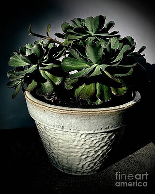 Ruffle Cactus by Luther Fine Art Ruffle Cactus by Luther Fine Art