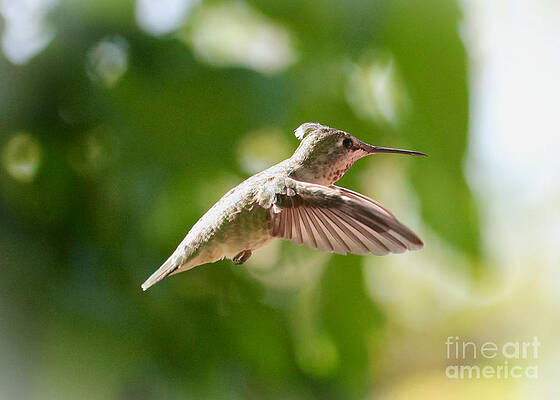 Ruffled Head Feathers Hummingbird by Carol Groenen Ruffled Head Feathers Hummingbird by Carol Groenen