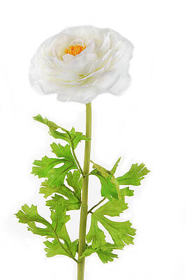 Wall Art - Photograph - Rununculus Buttercup white flower isolated by Severija Kirilovaite