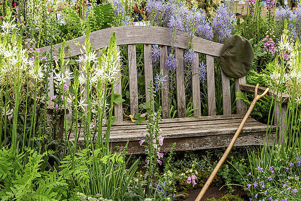 Rustic Bench Surrounded by Lush Garden Photograph