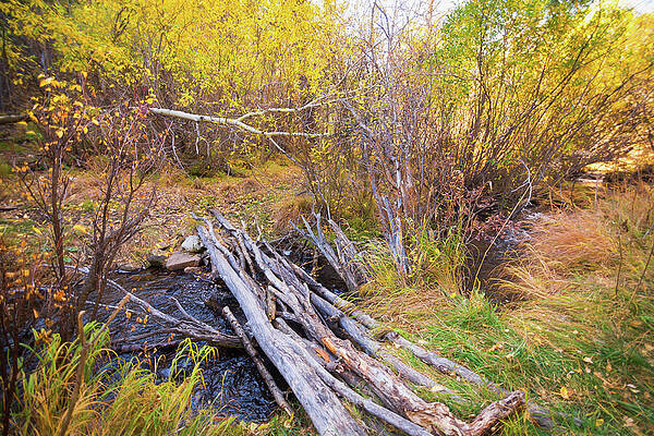 Wall Art - Photograph - Rustic Log Bridge in Golden Autumn Forest Serene Fall Creek  by James BO Insogna