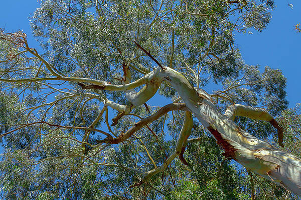 Rustling Eucalyptus Tree by Bonnie Follett Rustling Eucalyptus Tree by Bonnie Follett