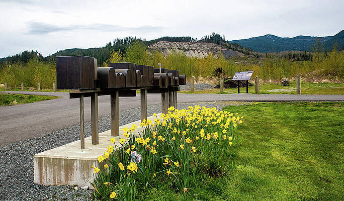 Wall Art - Photograph - Rusty Mail Boxes and Yellow Daffodils by Tom Cochran