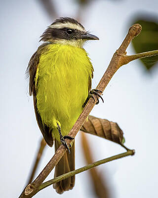 Rusty Margined Flycatcher Canaguaros Tauramena Casanare Colombia by Adam Rainoff Rusty Margined Flycatcher Canaguaros Tauramena Casanare Colombia by Adam Rainoff