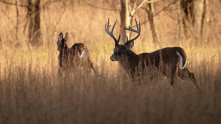 Wall Art - Photograph - Rut Season in the Smoky Mountains by Theresa D Williams Smoky Mountains