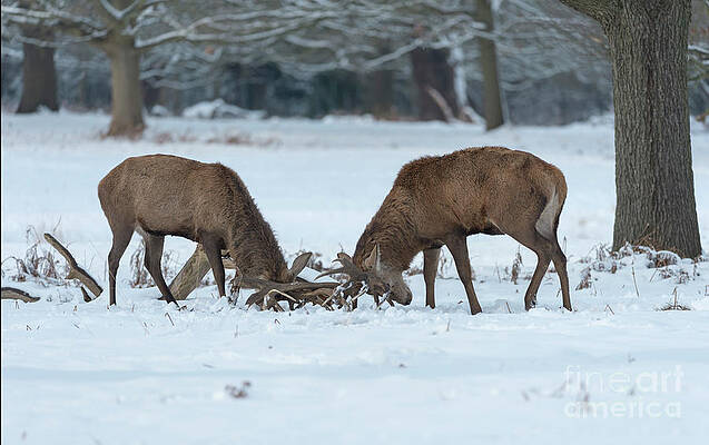 Rutting in the Snow by CAROL SAUNDERS Rutting in the Snow by CAROL SAUNDERS