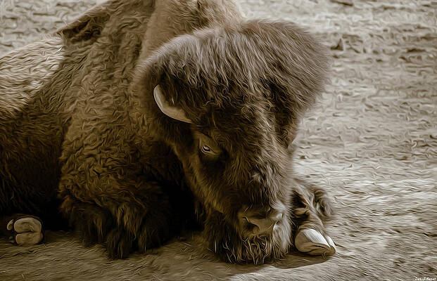 Sad Bison 1 by Dan J Rozak