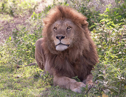 Wall Art - Photograph - Safari King, Serengeti National Park by Marcy Wielfaert