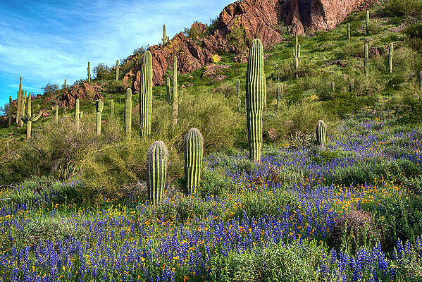 Wall Art - Photograph - Saguaro Cactus and Lupine near Picacho Peak by Dave Dilli